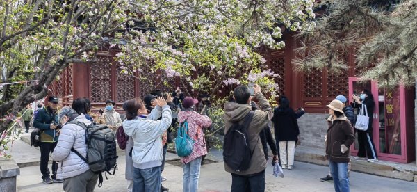 蜗牛配资 法源寺丁香盛放，八瓣十二瓣成赏花焦点